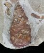 D, Oligocene Aged Fossil Pine Cone - Germany #22503-2